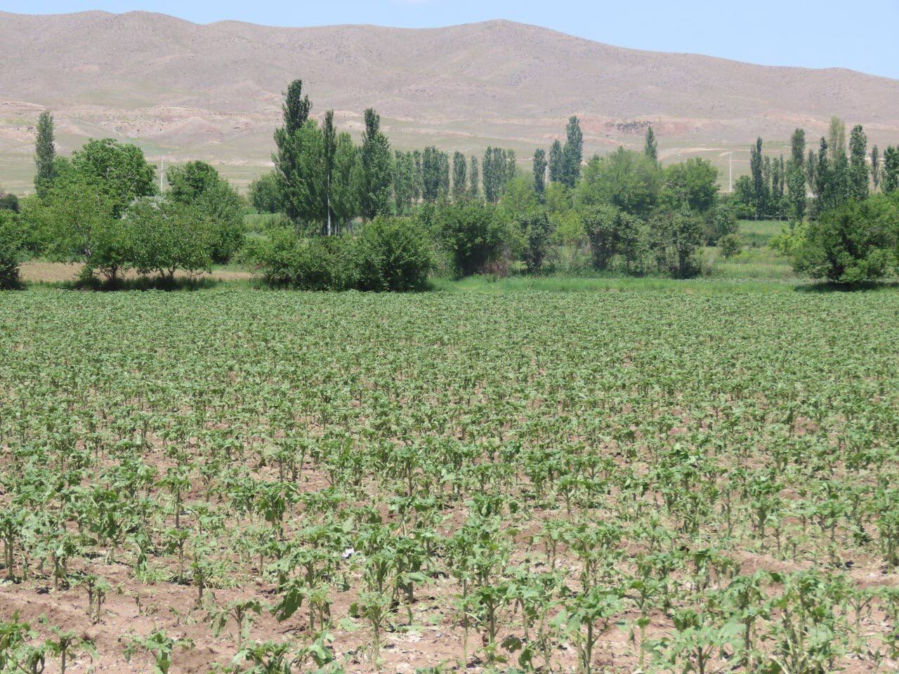 بازدید فرماندار از زمین های زراعی آسیب دیده از بارش تگرگ