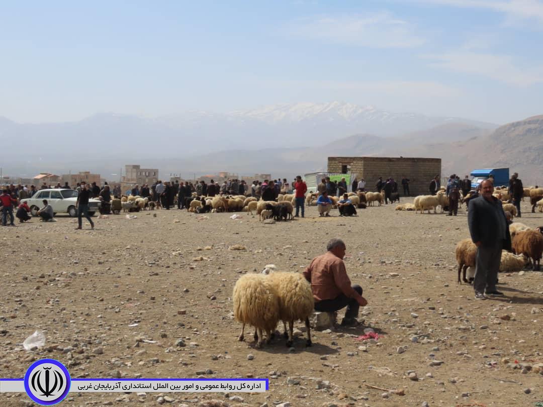 بازدید شکورزاده فرماندار شهرستان از میدان دواب