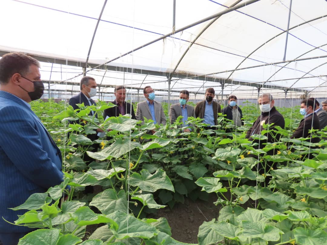 فرماندار شهرستان چایپاره به همراه جمعی از روساء و مدیران ادارات و نهادها و کارشناسان ذیربط از شرکت گلخانه ای آقای غلام پاشایی بازدید نمودند