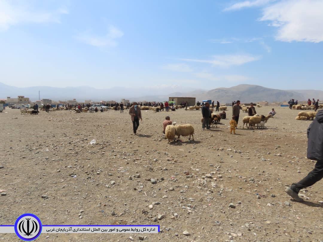 بازدید شکورزاده فرماندار شهرستان از میدان دواب