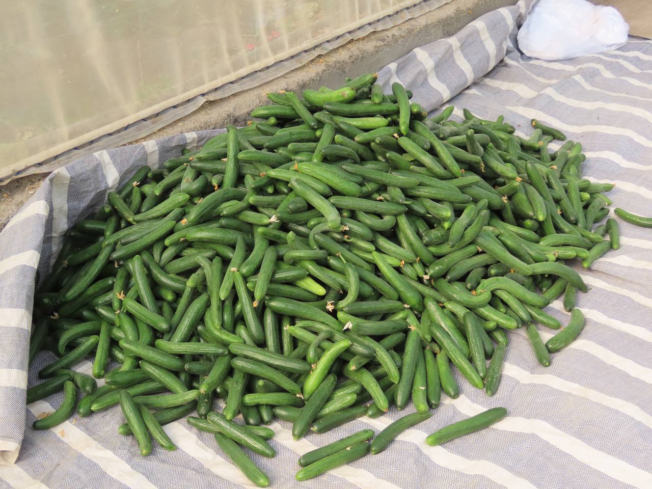 مراسم افتتاح گلخانه شهرستان چایپاره