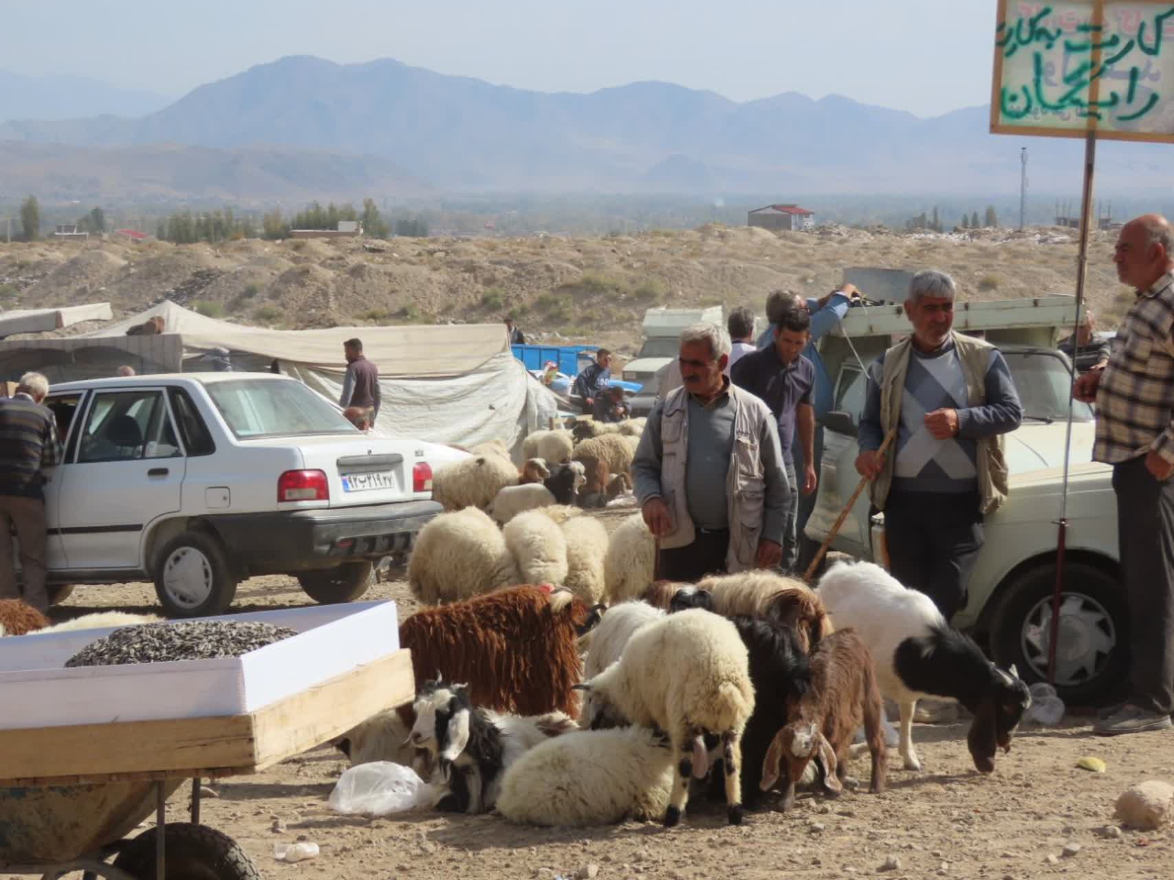 با پیگیری های مجدانه رضا اقلیمیان فرماندار چایپاره و نماینده مردم شهرستان در مجلس شورای اسلامی و حضور مدیر کل دامپزشکی استان در شهرستان، مشکل اساسی دامداران و چوبداران در اخذ گواهی حمل دامپزشکی و انتق