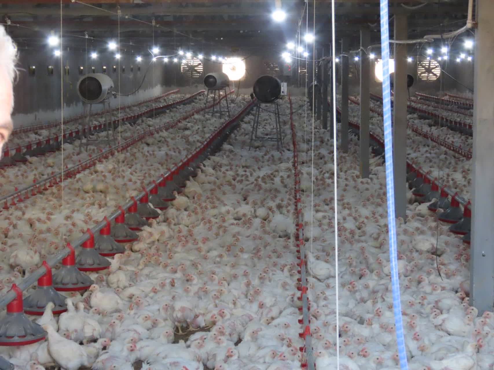 افتتاح مرغداری 30 هزار قطعه شهرستان چایپاره