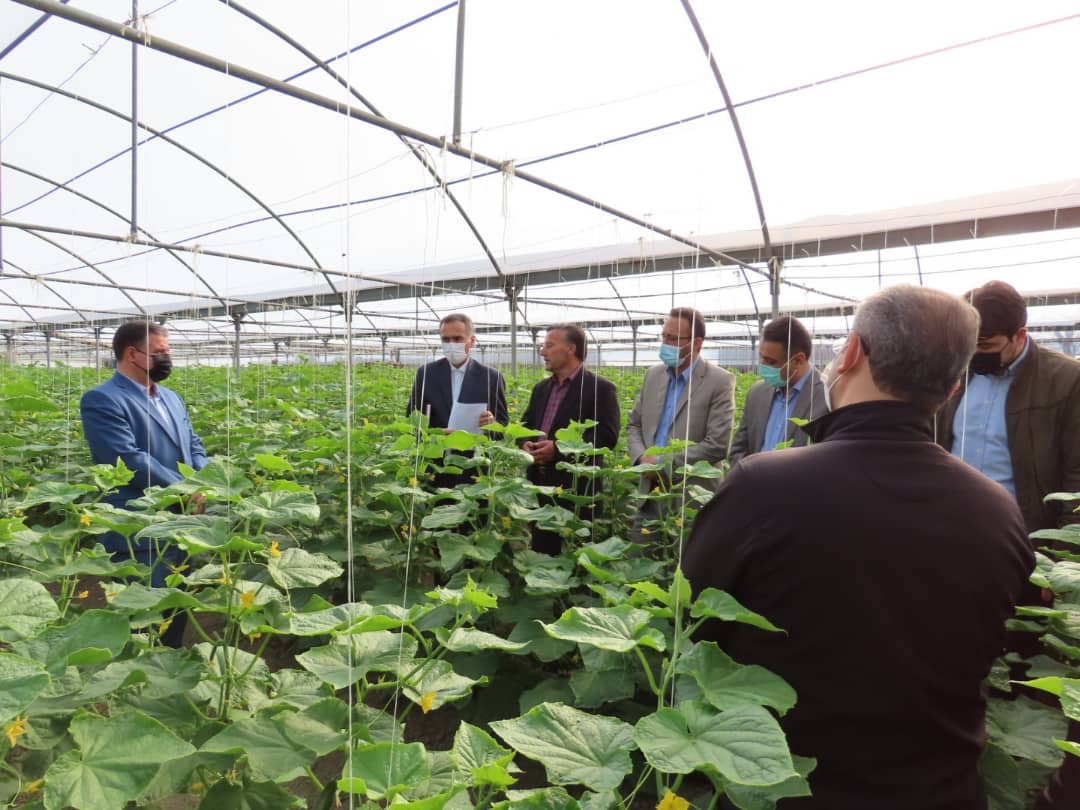 فرماندار شهرستان چایپاره به همراه جمعی از روساء و مدیران ادارات و نهادها و کارشناسان ذیربط از شرکت گلخانه ای آقای غلام پاشایی بازدید نمودند