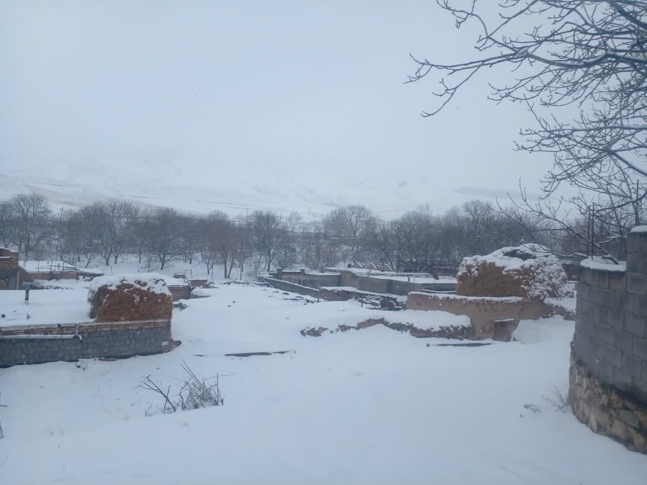 سفیدپوش شدن چایپاره با برف زمستانی