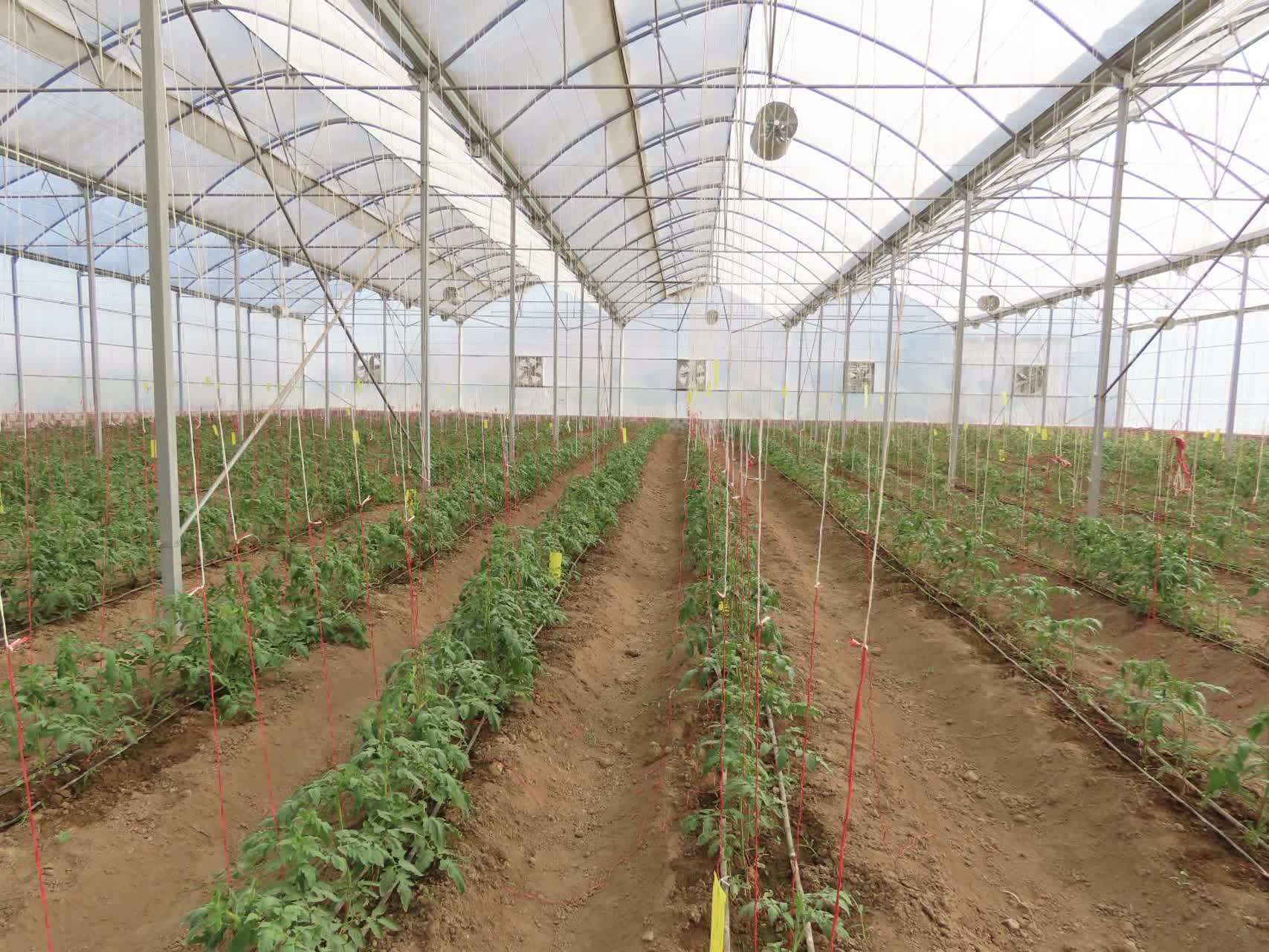 افتتاح گلخانه مدرن شهرستان چایپاره