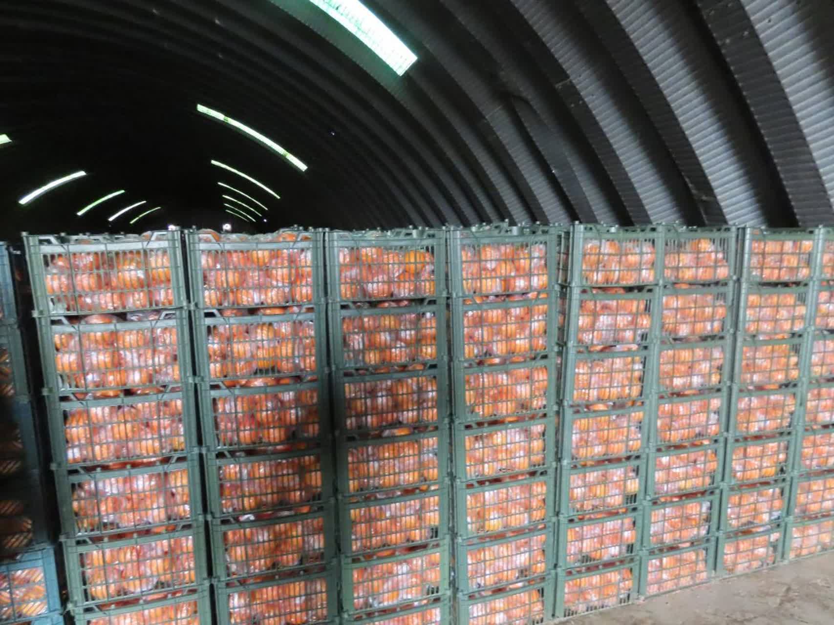 بازدید سرزده فرماندار چایپاره از میوه‌های تنظیم بازار شب عید شهرستان