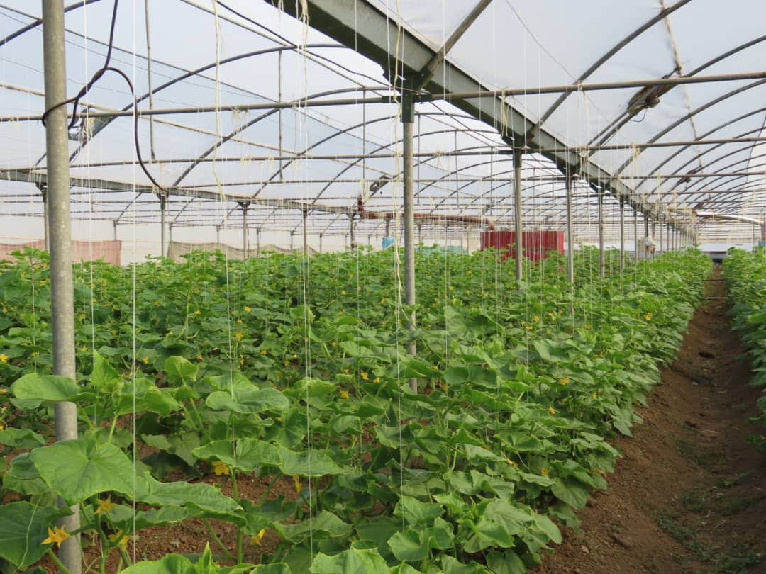 فرماندار شهرستان چایپاره به همراه جمعی از روساء و مدیران ادارات و نهادها و کارشناسان ذیربط از شرکت گلخانه ای آقای غلام پاشایی بازدید نمودند