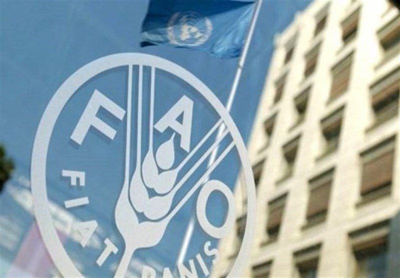 تولید غلات ایران از 21 میلیون تن گذشت
